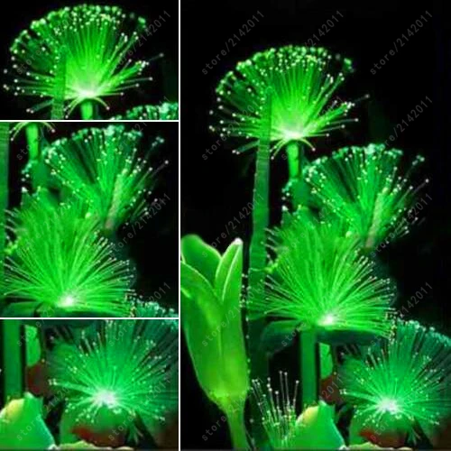 

100 Pcs Rare Emerald Fluorescent Flower Seeds Night Light Emitting Plants for home Garden bonsai seeds