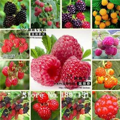 Popular Plant Raspberries-Buy Cheap Plant Raspberries lots