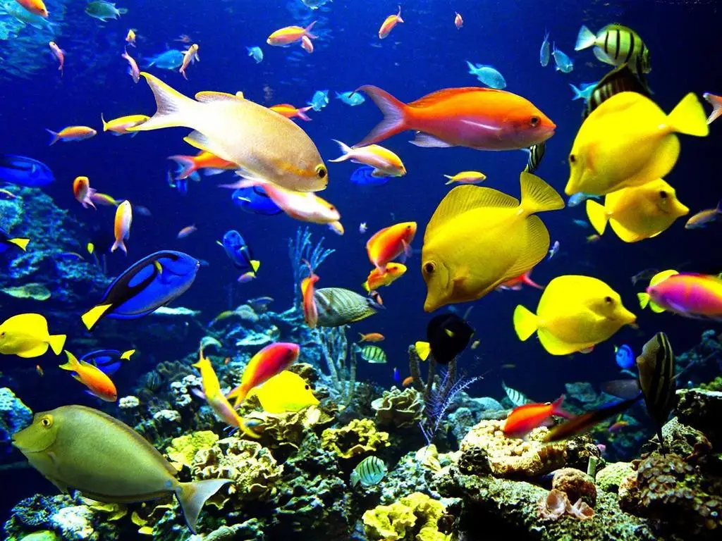 https://ae01.alicdn.com/kf/HTB1CBgsJFXXXXbjXXXXq6xXFXXXb/W2144-16-x-21-poissons-de-l-oc-an-mer-paysage-bleu-d-coration-animaux-Photo.jpg