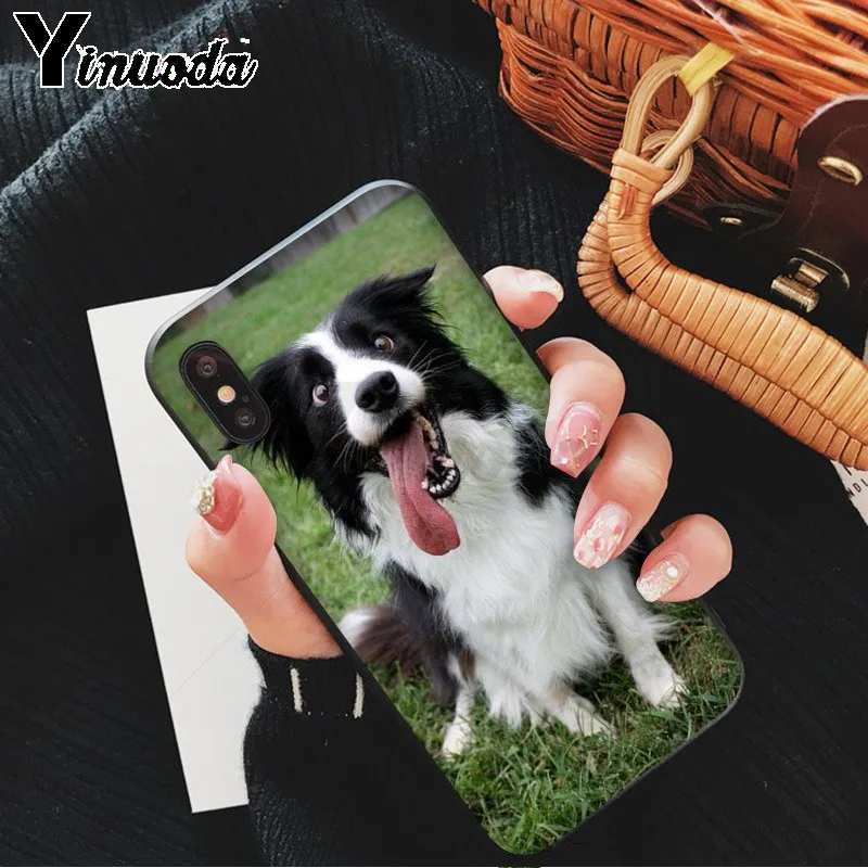 cute Border collie Dog