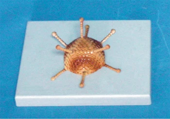 

Adenovirus Model Virus Molecular Structure Model Medical Science Biology Teaching Model Medical Biology Educational Supplies