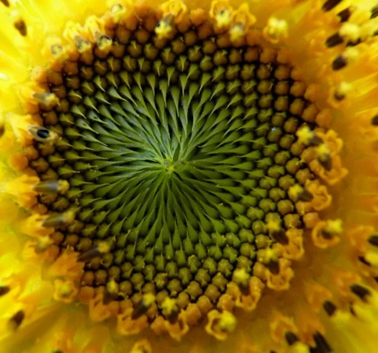 15 pcs/ Bag Smile Sunflower Flower Seed, Original Pack Rare Light Green