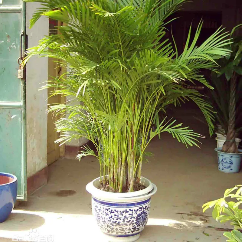 5 Pcs Chrysalidocarpus Lutescens Areca Plants Bonsai Home Decor Palm Houseplant Indoor Plants Butterfly Palm Bonsai Air Plants 5 Pcs Chrysalidocarpus Lutescens Areca Plants Bonsai Home Decor Palm Houseplant Indoor Plants Butterfly Palm Bonsai Air Plants