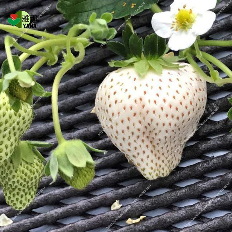 200pcs/bag White Strawberry seeds Fruit seeds,Fresh Exotic Seeds for