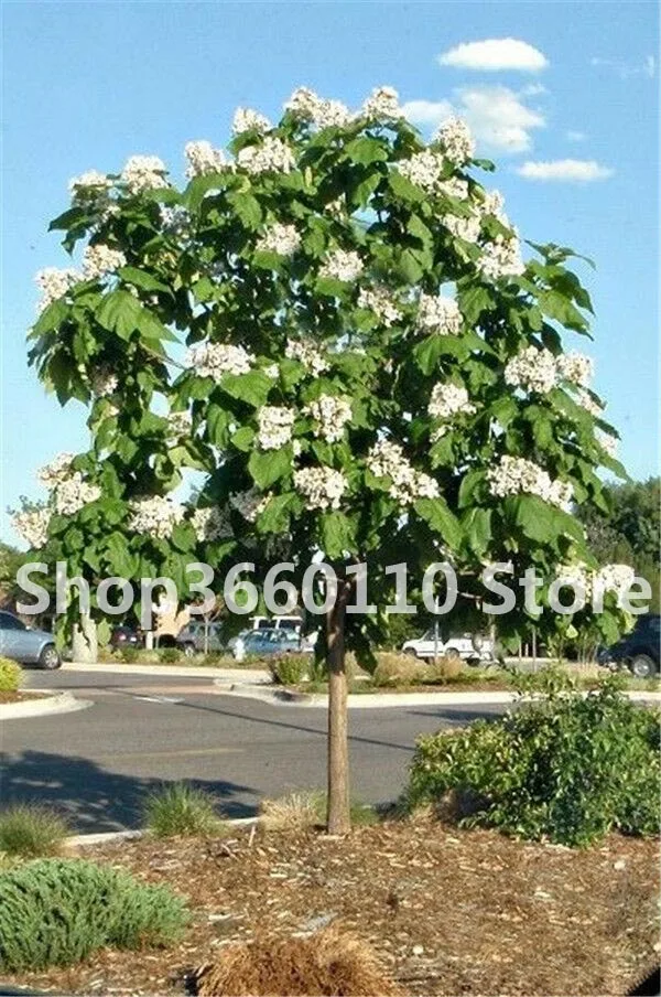 50pcs Exotic Bonsai Tree Catalpa Planta Japan Heirloom Nature Potted