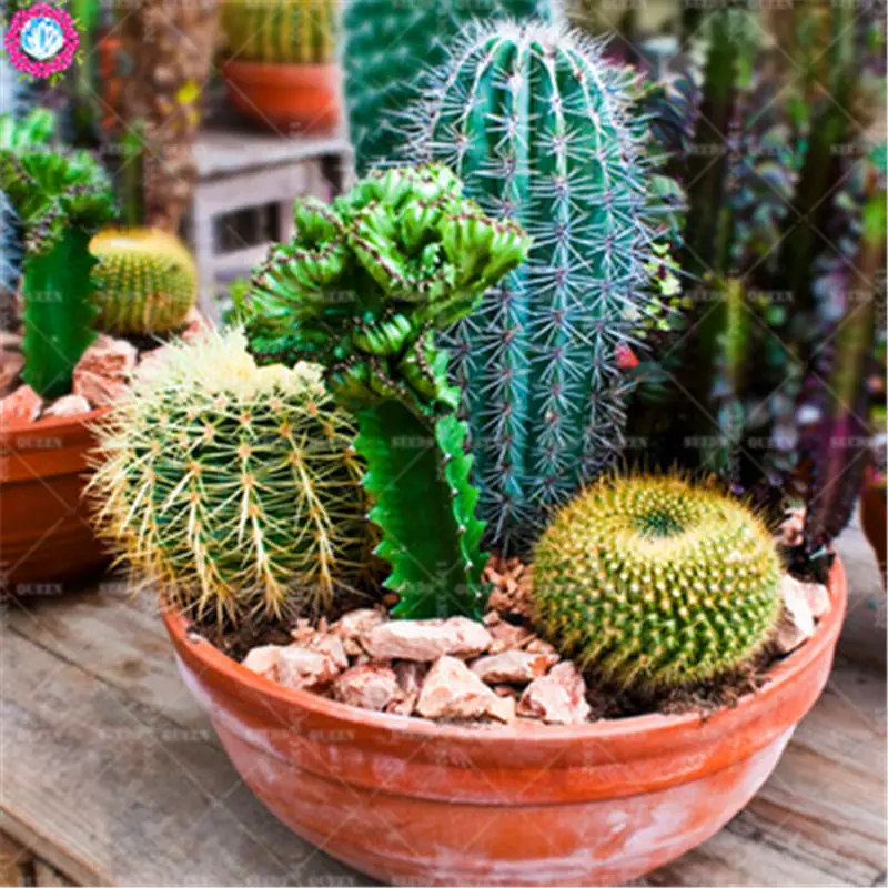 50pcs Mixed Cactus Real Prickly Pear Succulent Plant Lithops Bonsai Planting for DIY Home Garden Supplies Potted