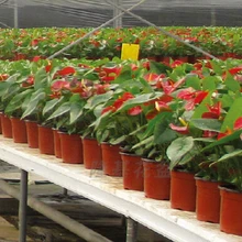 10 шт./партия пластиковые горшки для зеленого горшок для цветов пластиковая повязка на голову садовые горшки