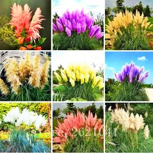 400pcs bag pampas garss pampas seeds pampas grass plant Ornamental Plant Flowers Cortaderia Selloana Grass Seeds