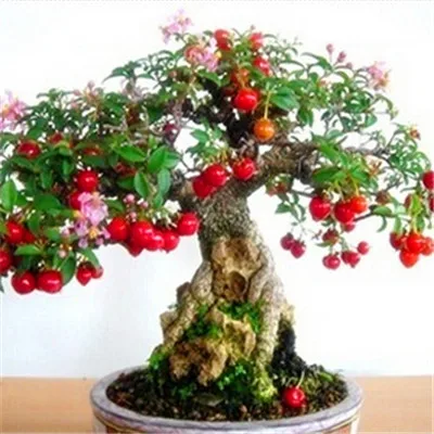 

Zizyphus Jujuba - Jujube Tree - Chinese Date Tropical Fruit Home Garden 5pcs