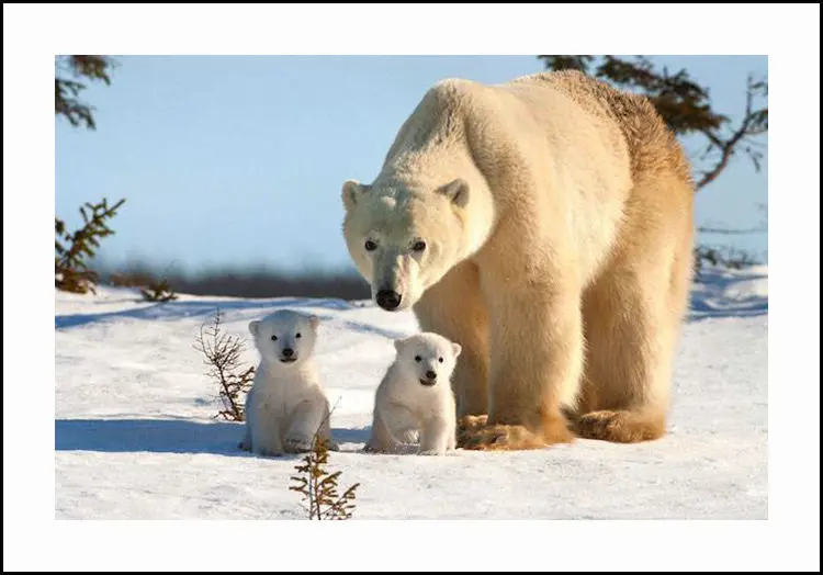 группа белый медведь. много белых медведей.