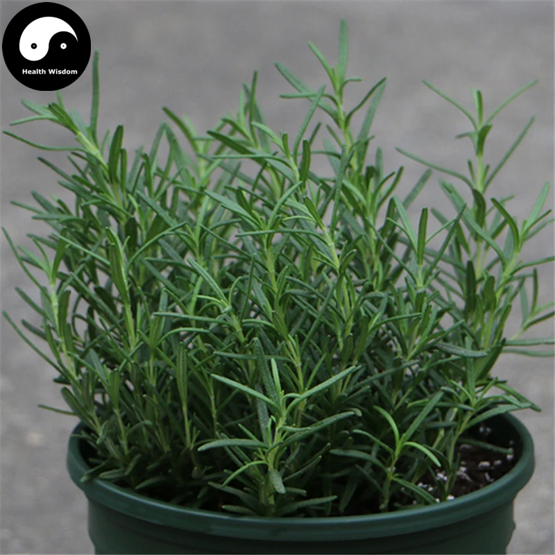 

Buy Rosmarinus Officinalis Tree Semente 15pcs Plant Rosemary Tree Mi Die Xiang