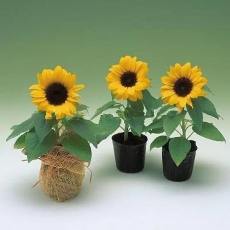 10 seeds/pack mini sunflower seeds Dwarf sunflower seeds