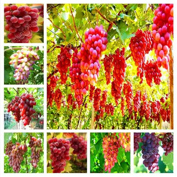 

50 Pcs Red Pearl Raisin Fruit Tree Bonsai Orchard Sweet Grape Tree Farm Outdoor Bonsai Plants Potted for Home Garden Supplies