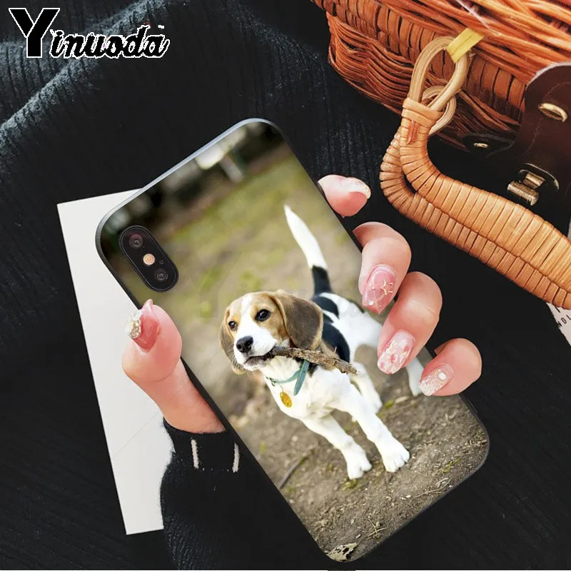 All kinds of posts of beagle