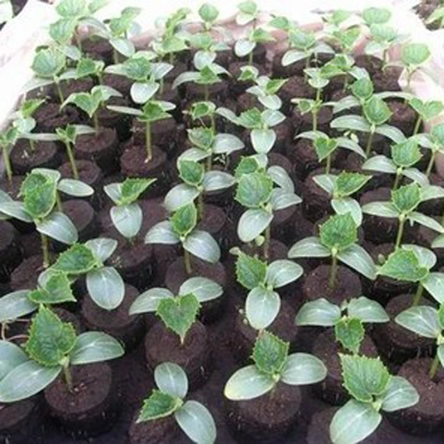 8pcs, nursery soil blocks, garden flowers planting soil blocks, nursery particles peat, seeds transplant seedlings tray