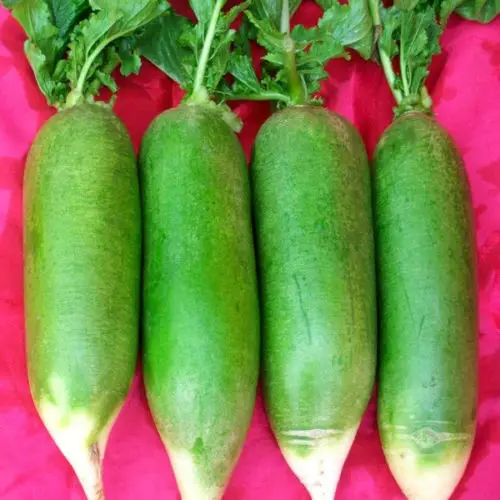 

Green Radish 100 " Crunchy Sweet No Chemical Organic