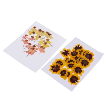 

40 Pieces Real Pressed Dried Flowers DIY Art Crafts Scrapbooking Card Making
