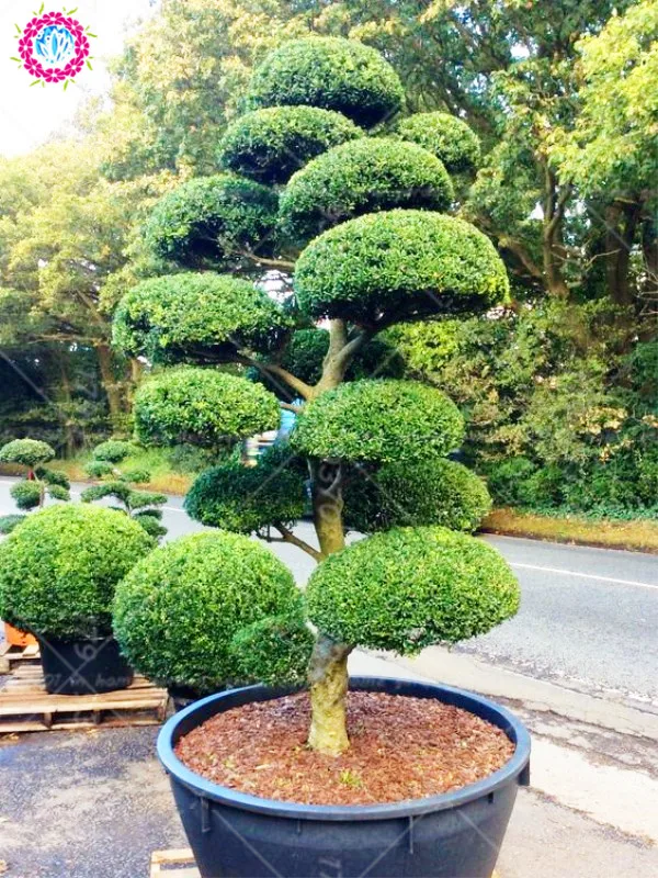 

50pcs Juniper Bonsai tree Juniperus rigida Evergreen perennial Rare woody plantas Diy Home garden potted plant Planting