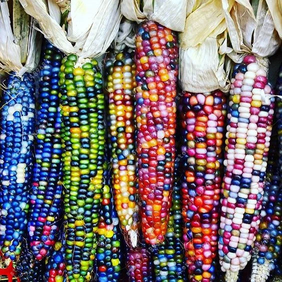 

20 pcs Sweet Rainbow Colorful Corn bonsai Grain Cereals High-Quality Vegetables plants For Home Garden Easy To Grow
