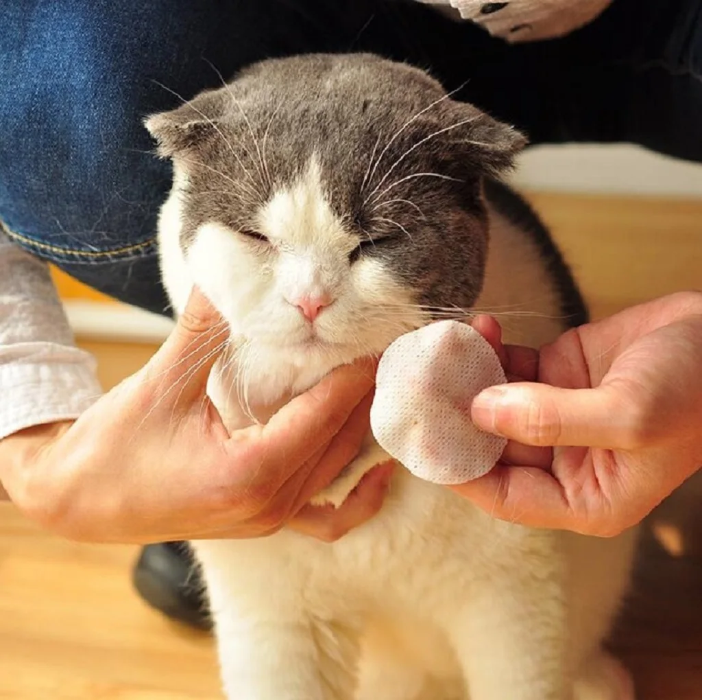 150 шт. Pet глаз влажные салфетки для мытья собак Бумага полотенца разрыв кота пятновыводитель нежно-intivating чистящие салфетки Уход за лошадьми поставки