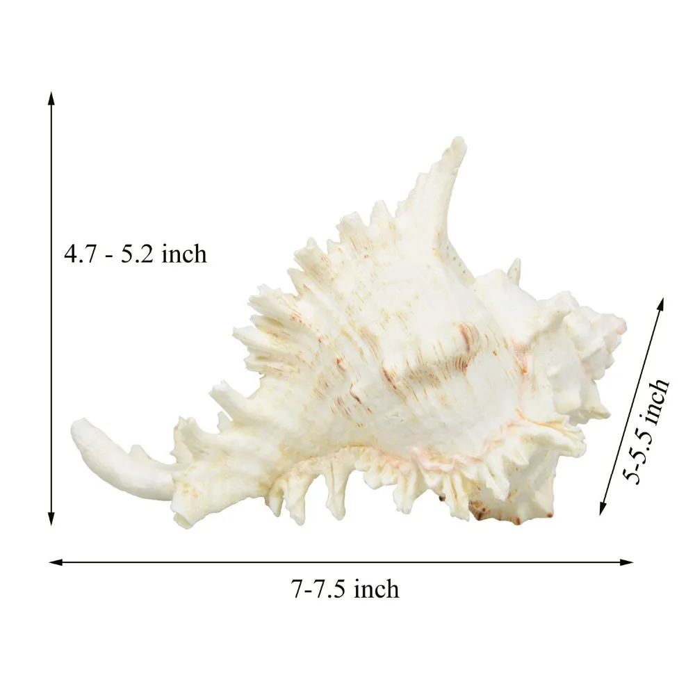 Большие натуральные морские раковины, Murex Ramosus раковины, 7-8 дюймов ракушки для украшения дома, аквариума и раковины коллектора