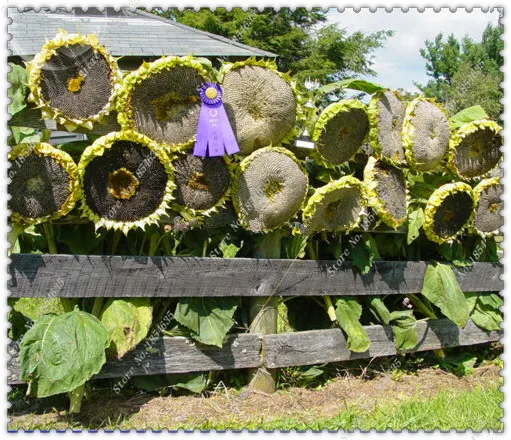 Coupons for bigs sunflower seeds