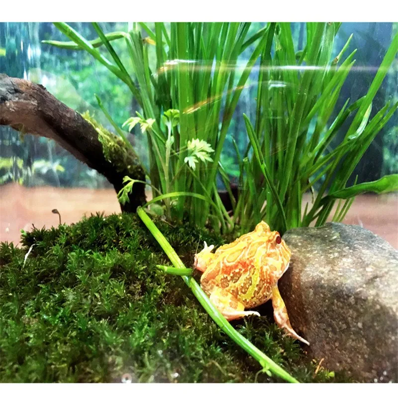 desk reptiles terrarium feeding