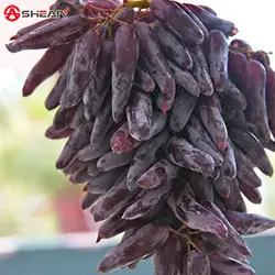 20 шт./упак. очень редко палец Grape Advanced фрукты естественного роста винограда вкусные фруктовые растения