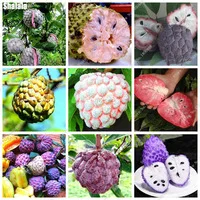 10-Pcs-Soursop-Seeds-Graviola-Annona-Muricata-Annonacin-Professional-Packing-Delicious-Fruit-Seeds-Garden-Mysterious-Gift.jpg_200x200