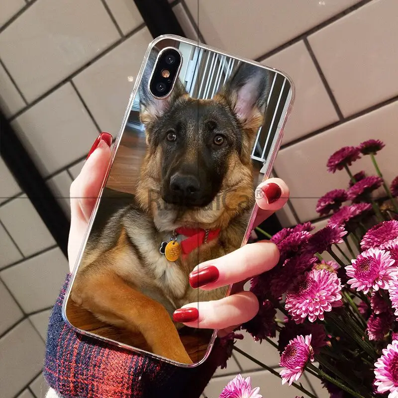 german shepherd dog