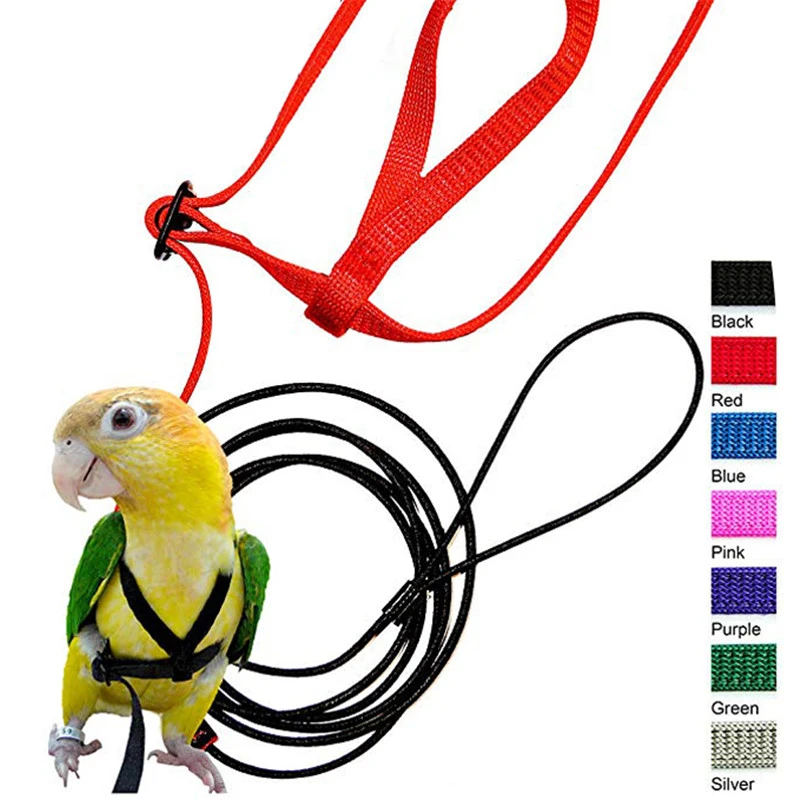 parakeet leash