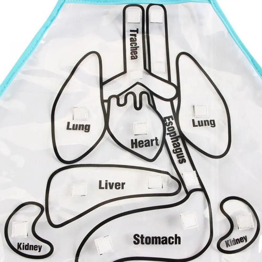 Educational-Insights-Toys-For-Children-Anatomy-Apron-Human-Body-Organs-Awareness-Preschool-Science-Home-School-Teaching