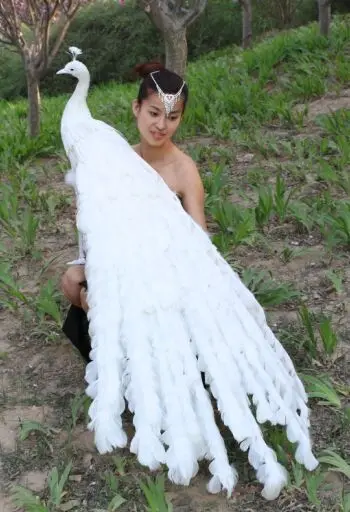White Peacock 70 140cm Long Simulation Lucky Bird For Wedding Room Decoration Handmade Artificial Bird Peacock Feather Picture Peacock Sareespeacock Feather Comforter Aliexpress White Peacock 70 140cm Long Simulation Lucky Bird For Wedding Room Decoration Handmade Artificial Bird Peacock Feather Picture Peacock Sareespeacock Feather Comforter Aliexpress