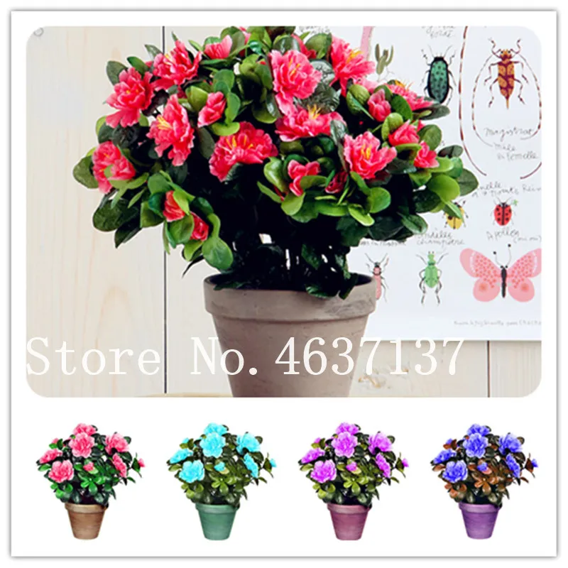 

Hot 2019! 100 Pcs Japanese Bright Pink Azalea Bonsai,Rhododendron Azalea,Indoor Flower Tree Cover Flower Diy Plant Home Garden
