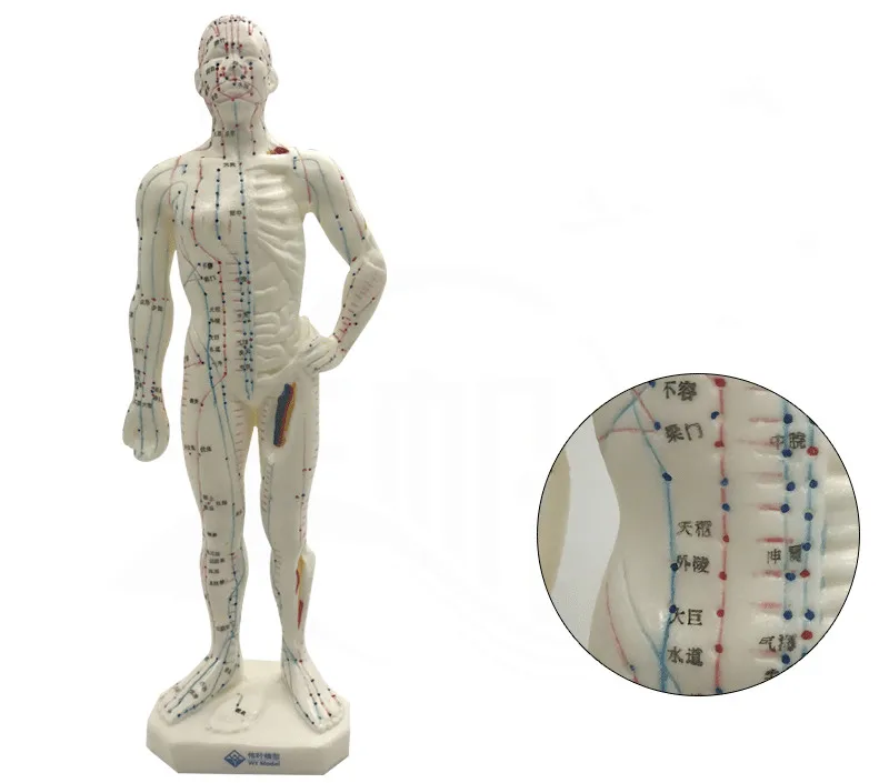 

Chinese Medicine Human Body Acupuncture Point Model Meridian Model of Acupuncture Points Moxibustion Model Acupuncture Manikin