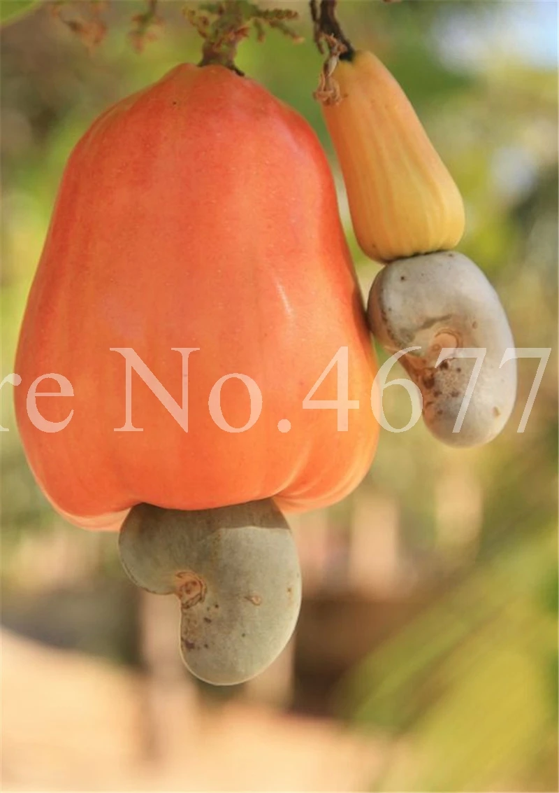 New Garden Plants 10 pcs Mini Cashew Tree Bonsai Anacardium Occidentale Rare Outdoor Plant Tree Potted Fruit Germ Free Shipping