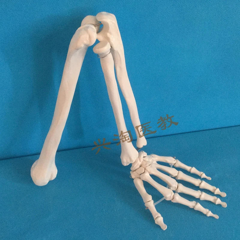 Natural Large Upper Limb Bone Model Adult Arm Bone Elbow Joint Hand Joint Arm Skeleton Model Medical Science Aliexpress