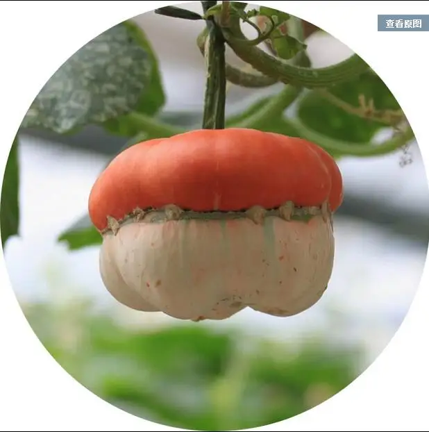 

4 Bonsai Japan Special Pumpkin Bonsai, Annual Vegetables Herb Bonsai, Outdoor Gardening shapely pot planters Freeshipping