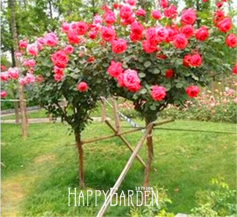 Не упустите предложение! 100 шт./упак.-натуральная Свежие Редкие Rosa Chinensis Dendroidal роза цветок дерево бонсай,# WC57BW