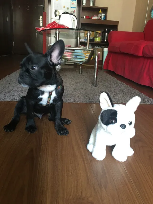 Lifelike cute vivid dogs plush toys - Customer showcase 6