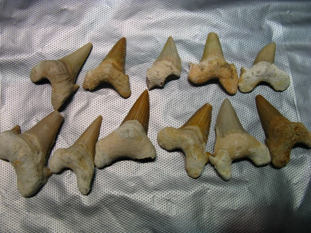 

10 Natural Taxidermy Whale Tooth Fossil