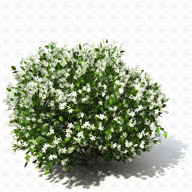 White Jasmine Seeds, 20pcs/pack