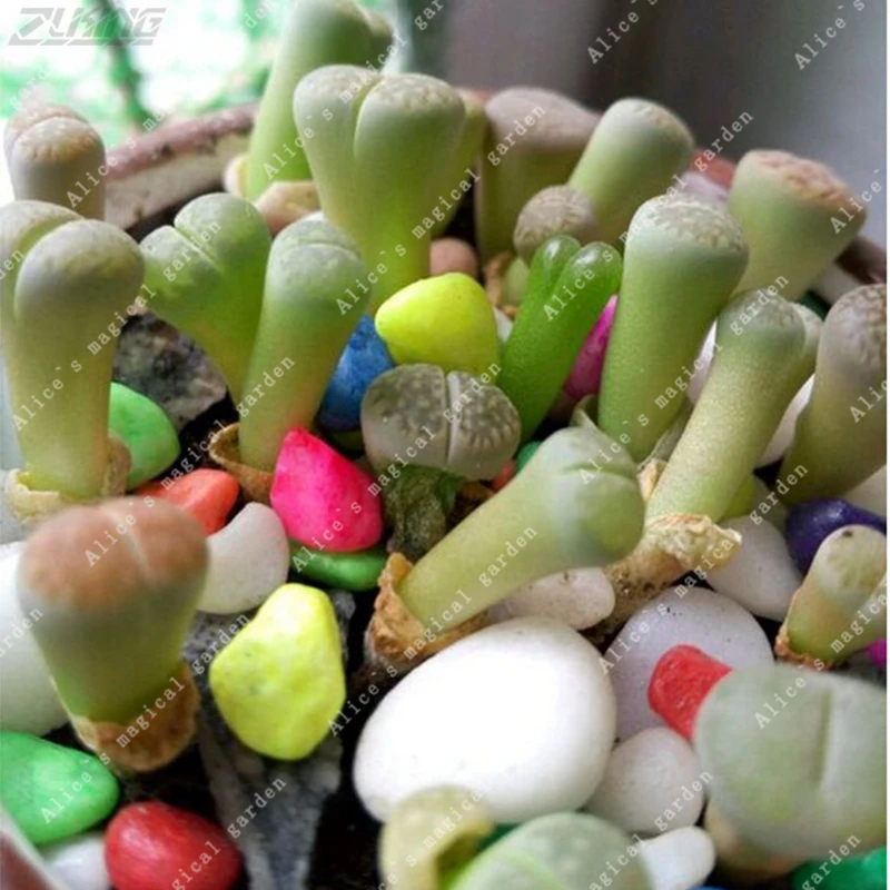 

100Pcs Mix Germany Lithops Flowers Bonsai Beautiful Health Stone Flower Rare Perennial Fragrant Plants Pot Stand