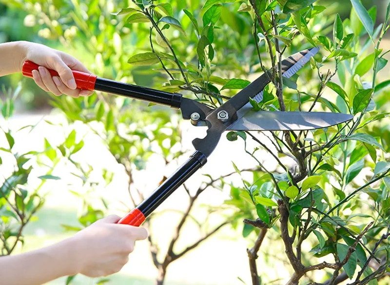 free shipping Loppers Fruit Tree Pruning Shears Garden Tools Pruners Garden Shears Gardening