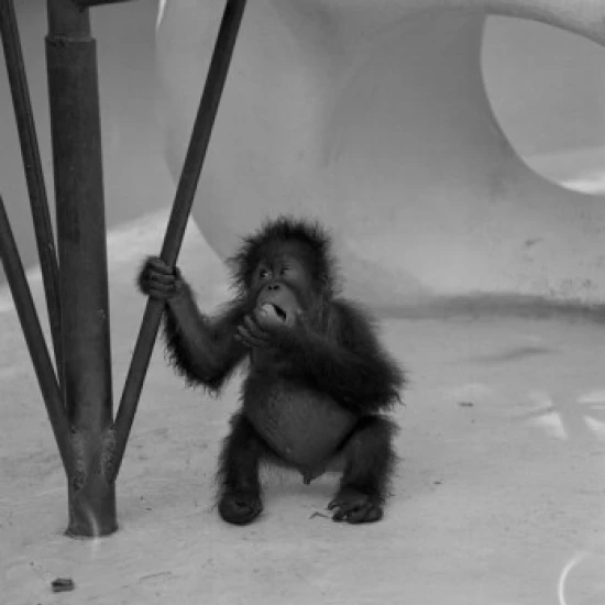 Baby Orangutan (Pongo pygmaeus) in zoo Poster Print (24 x 36)