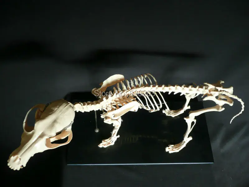 Собака/Собачий Скелет skul lteeth мозги для продажи медицинская анатомия, анатомический Меридиан хирургическая модель shadow esqueleto anatomia