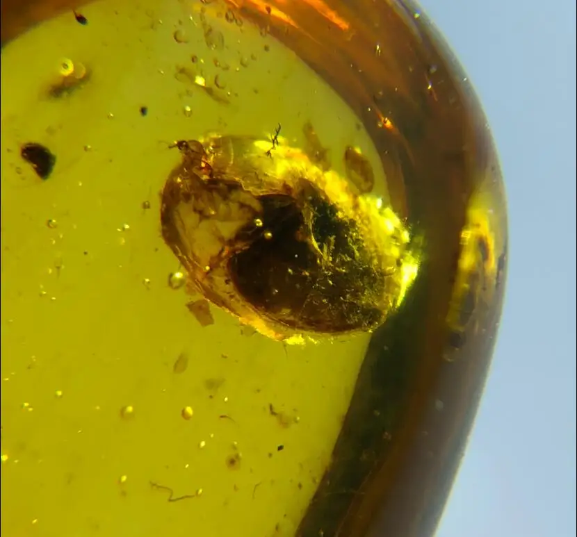 

Cretaceous clean rare snail burmite Untreated Myanmar Amber insect 100million year lynx stone men ring surface jewelry accessory