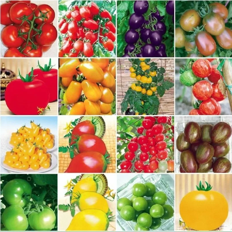120PCS 24 KINDS Tomato Seeds Mixed Pack Purple Black Red Yellow Green