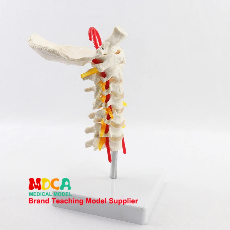 Затылочной спинного нерва шейного модель отдела ортопедии человеческий позвоночник манекен для медицинского обучения MGJ006