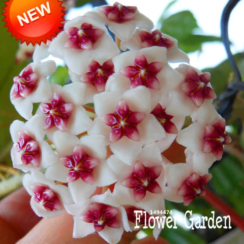 Купить Цветок Хойя В Москве